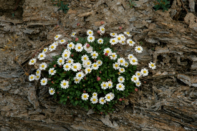 Bellium bellidioides / Pratolina spatolata